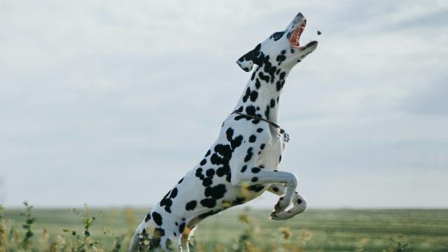 Dalmatian