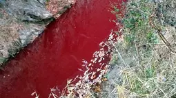 Gambar yang diambil pada 10 November 2019, sebuah sungai berwarna merah akibat tercemar darah babi di dekat perbatasan Korea Selatan-Korea Utara. Pihak berwenang Korsel telah memusnahkan 47.000 babi untuk menghentikan penyebaran demam babi Afrika (ASF). (Yeoncheon Imjin River Civic Network/AFP)