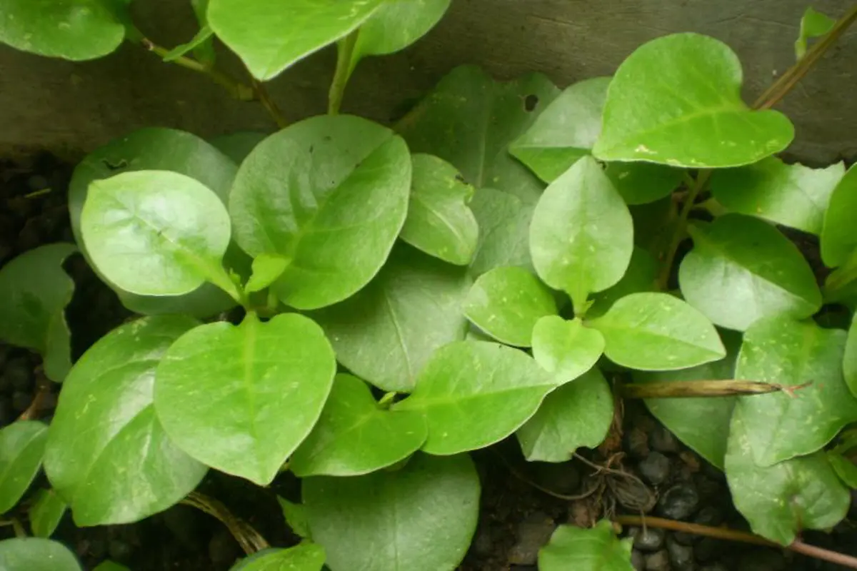 Daun Binahong