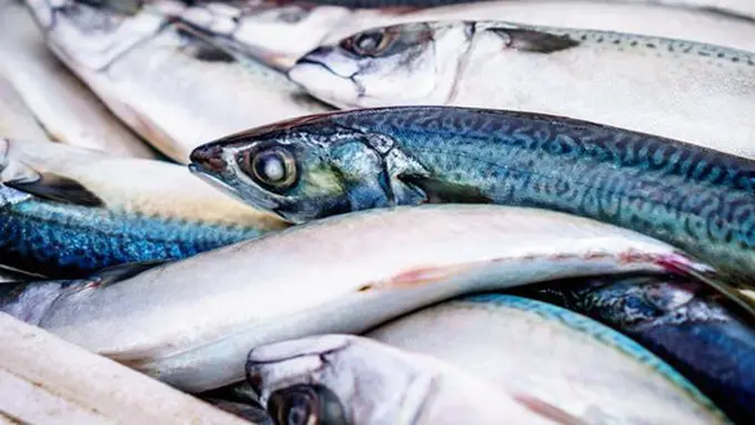 Makan ikan tingkatkan potensi hamil/copyright Pexels.com/stock.tookapic.com