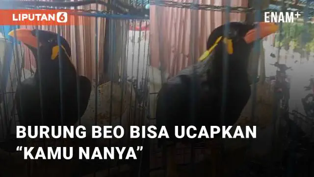 Seekor burung beo menarik perhatian saat bisa mengucapkan “kamu nanya”