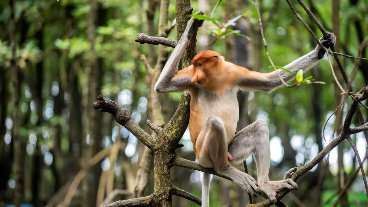 Keunikan Kawasan Konservasi Mangrove dan Bekantan di Kota Tarakan