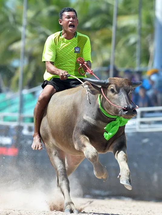 Seorang peserta berkompetisi dalam balap kerbau di Chonburi, Thailand, pada 1 Oktober 2020. Ratusan kerbau mengikuti festival balapan yang digelar setiap Oktober di kalangan petani untuk merayakan panen padi. (Xinhua/Rachen Sageamsak)
