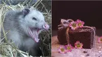 Seekor Opossum Dibawa ke RS Usai Melahap Kue Cokelat, Ternyata Keracunan Timbal