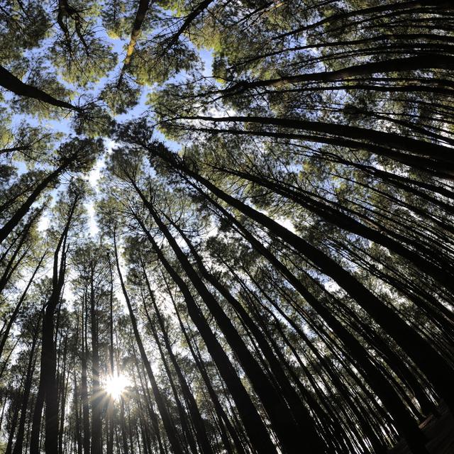 Paling Populer 30 Pemandangan Alam Hutan Tropis - Foto Pemandangan HD