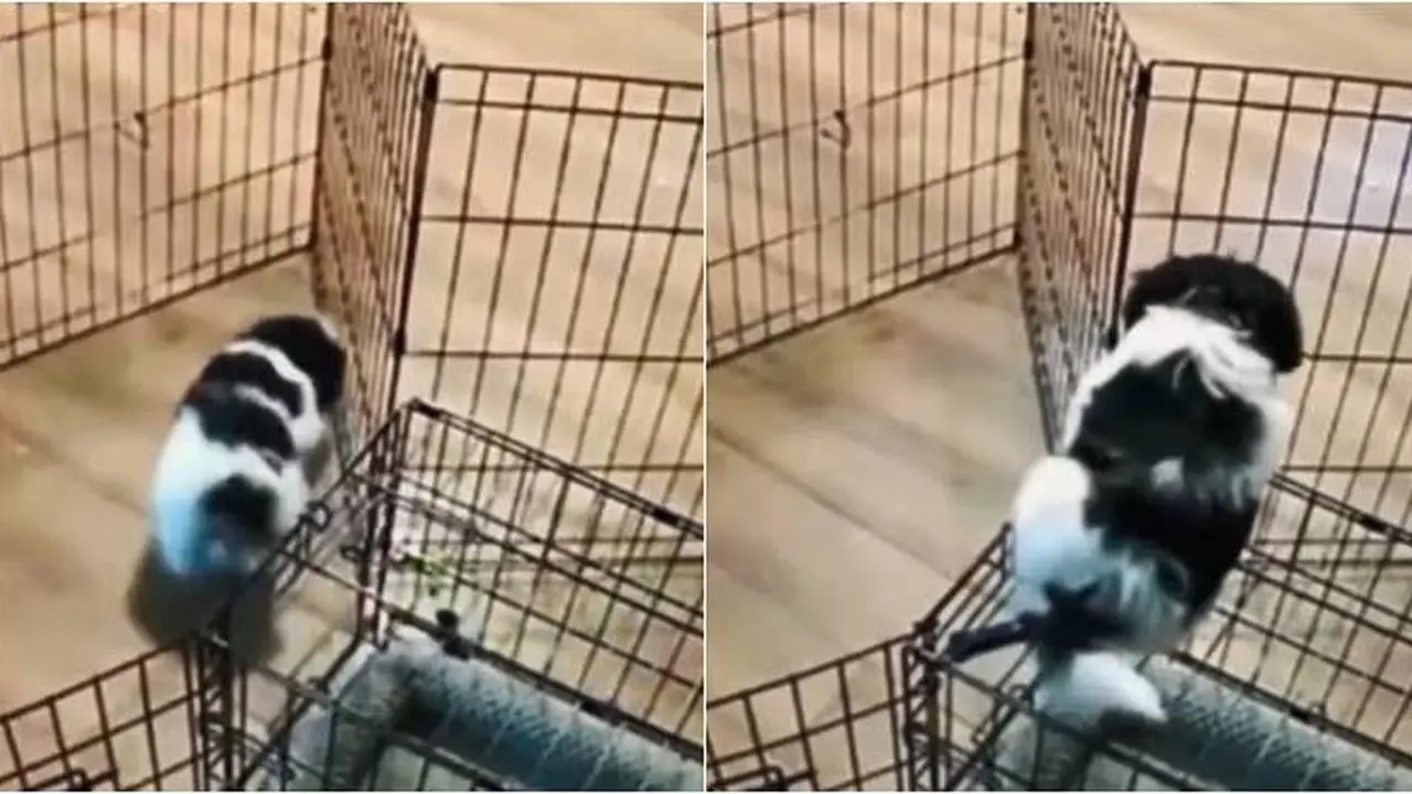 Viral Momen Anjing Mungil Kabur dari Kandang Ini Jenius Banget
