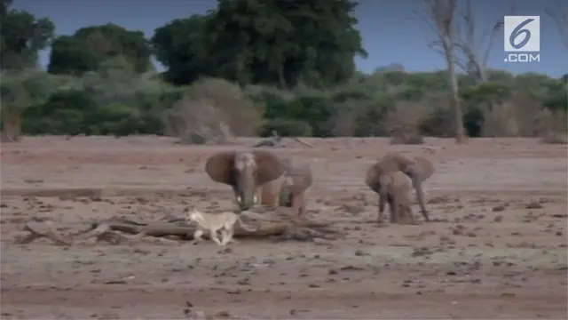Kawanan gajah di Kenya terlihat mengejar seekor singa yang berjalan sendirian.