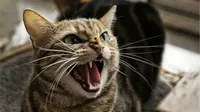 Sejenis parasit dalam tinja kucing ternyata dapat menyebabkan mudah marah pada manusia.