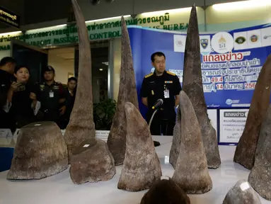 Puluhan tanduk badak yang berhasil disita ditampilkan saat konferensi pers di kantor bea cukai di bandara Suvarnabhumi, Bangkok, Thailand (14/3). Pemerintah Thailand telah menyita 21 tanduk badak. (AP Photo/Sakchai Lalit)