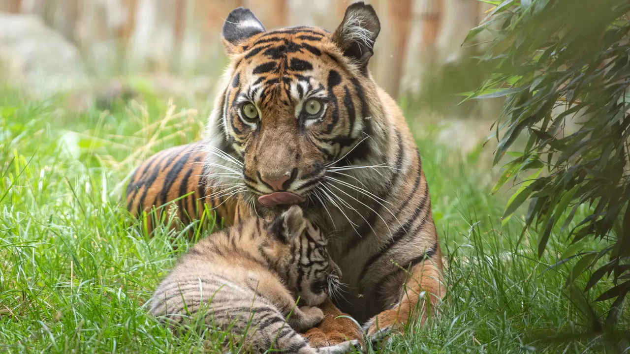 Anak Harimau Sumatera