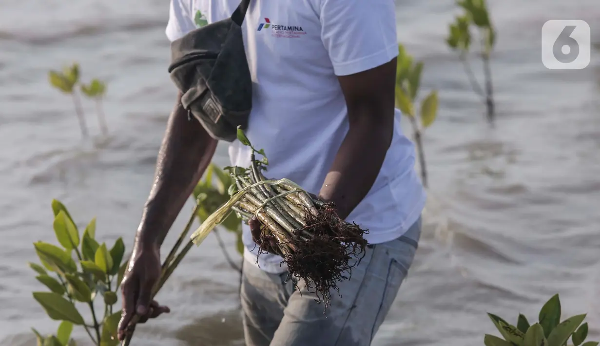 Bakau yang ditanam di Pantai Tiris ini merupakan jenis Rhizophora Mucronate. (Liputan6.com/Angga Yuniar)