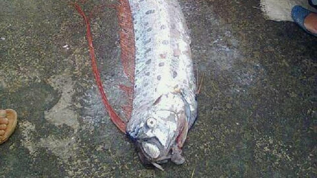 Ikan Mitos Pertanda Gempa Bumi Hebohkan Tempat Pelelangan Ikan