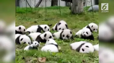 Pemerintah China memamerkan 36 anak panda yang baru lahir.