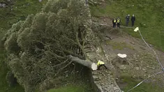Petugas polisi melihat pohon di Sycamore Gap, di sebelah Hadrian's Wall yang tumbang dalam semalam, di Northumberland, Inggris, Kamis 28 September 2023. (Owen Humphreys/PA via AP)