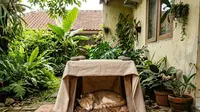 6 Cara Membuat Tempat Berteduh Hewan Peliharaan di Pekarangan Rumah, Nyaman dan Hemat Biaya