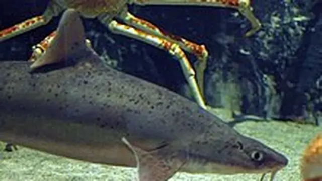 Hiu Dogfish