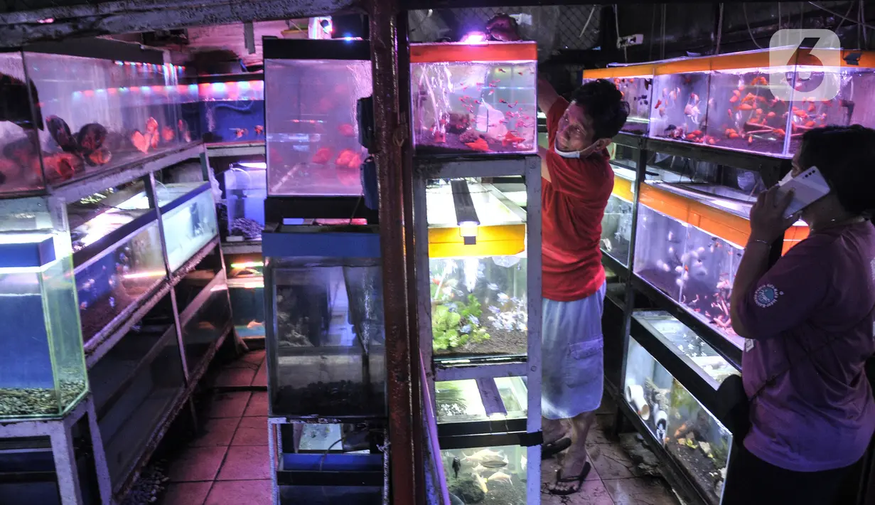 Revolusi Akuarium di Ujung Jari: Melihat Tren dan Potensi Aplikasi Jual Beli Ikan Hias Online