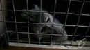  Puluhan monyet-monyet eks topeng monyet akan dilepaskan ke habitatnya, Jawa Barat, Rabu (24/9/2014) (Liputan6.com/Faizal Fanani) 