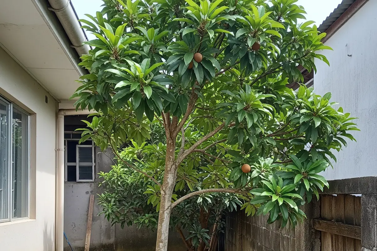 Pohon Buah dengan Batang yang Ramping untuk Lahan Rumah Sempit (Image by Gemini AI)