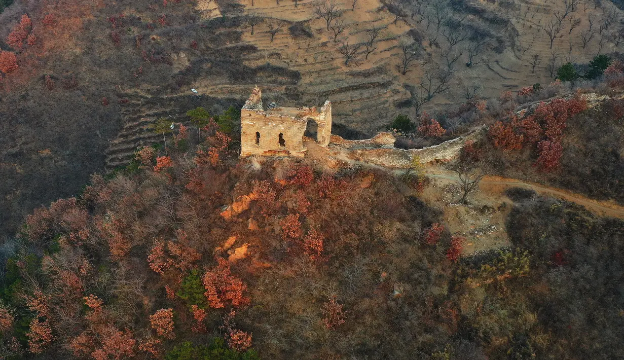 Foto dari udara yang diabadikan pada 4 November 2020 ini menunjukkan pemandangan musim gugur di Tembok Besar seksi Yumuling di Wilayah Qianxi, Provinsi Hebei, China utara. (Xinhua/Yang Shiyao)