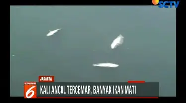 Air di Kali Ancol ini juga berubah warna menjadi hitam dan keruh.