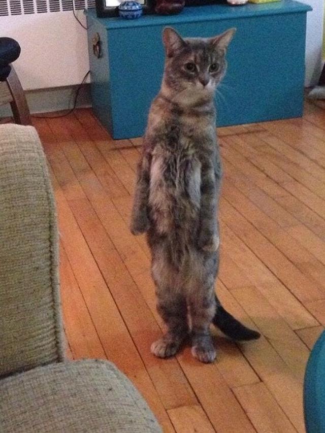 7 Tingkah Laku Unik Binatang Peliharaan yang Tak Terduga