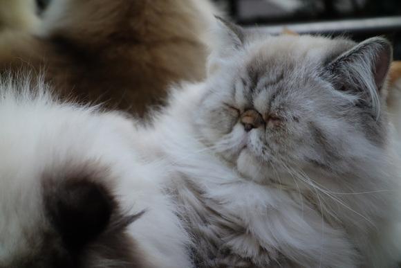 Photo copryight Rocketnews24.com