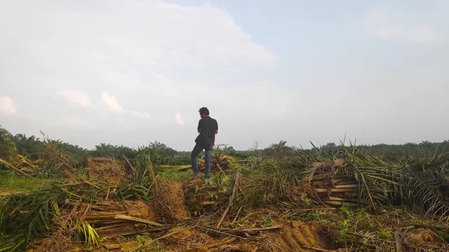 Pohon sawit yang sudah ditumbangkan petugas eksekusi lahan untuk ditanam bibit akasia.