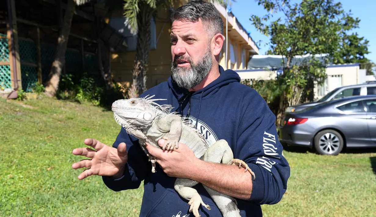 Seorang petugas menemukan iguana yang kaku kedinginan di Taman Nasional Everglades, Florida selatan, 6 Januari 2018. Sejumlah hewan ikut merasakan temperatur dingin ekstrem yang tengah melanda pesisir timur Amerika Serikat. (AP Photo)