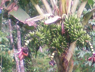 Citizen6, Maluku: Pohon pisang bertandan tiga tumbuh dikebun milik Hasanuddin Samad. (Pengirim: Ghopal)