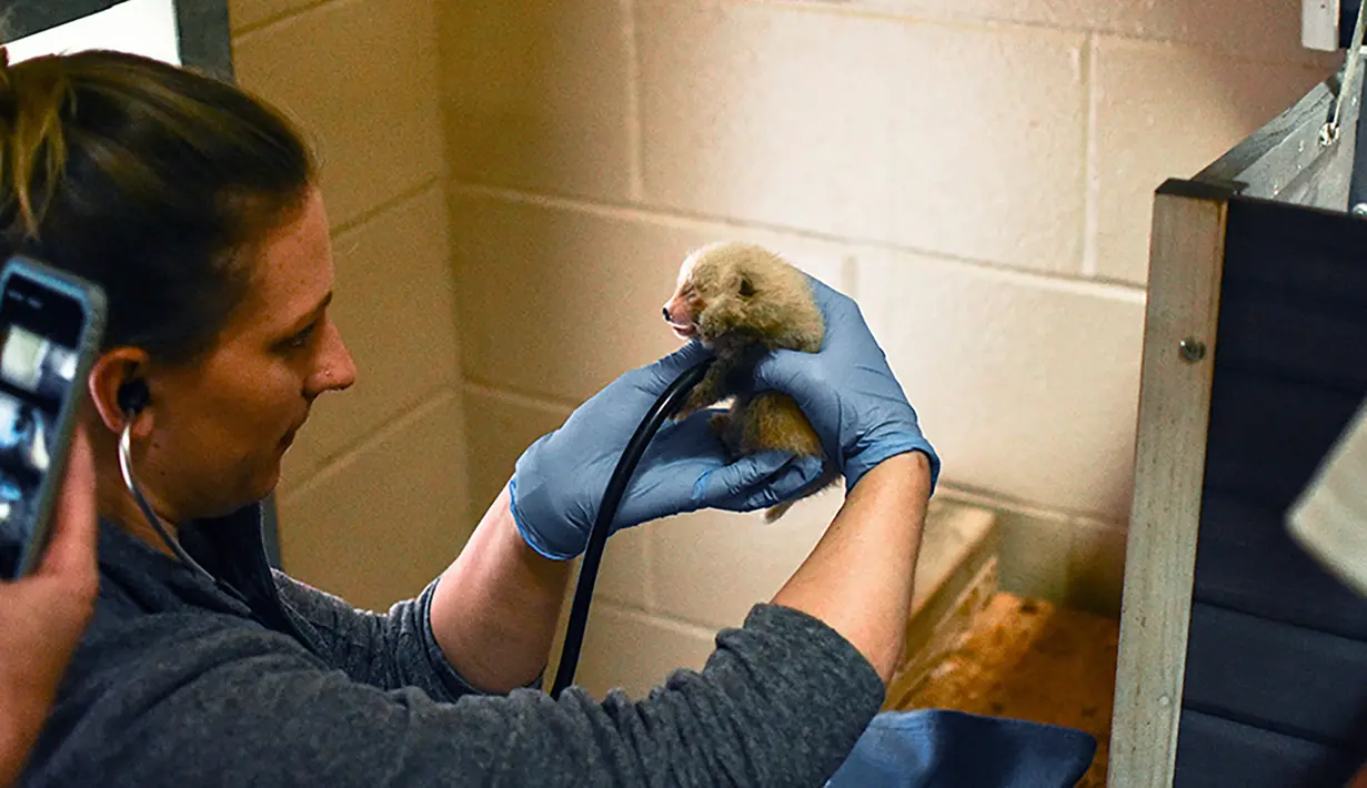Kebun Binatang Virginia di Norfolk mengumumkan kelahiran panda merah kembar tiga pada 19 Agustus 2019. Kelahiran panda merah kembar tiga jarang terjadi, dan anaknya memiliki tingkat kematian yang tinggi. (The Virginia Zoo via AP)