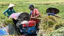 Target tersebut dipatok meski Bali diprediksi menghadapi musim kemarau panjang dengan puncak kekeringan pada September 2026 mendatang. Tampak dalam foto, para petani sedang mengirik padi hasil panen di Denpasar, Bali, pada Kamis 30 April 2026. (SONNY TUMBELAKA/AFP)