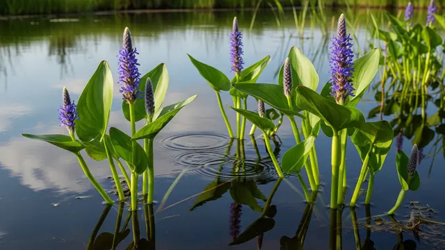 Pickerelweed
