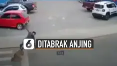 Terekam kamera cctv seorang pria menyeberang jalan ditabrak anjing.