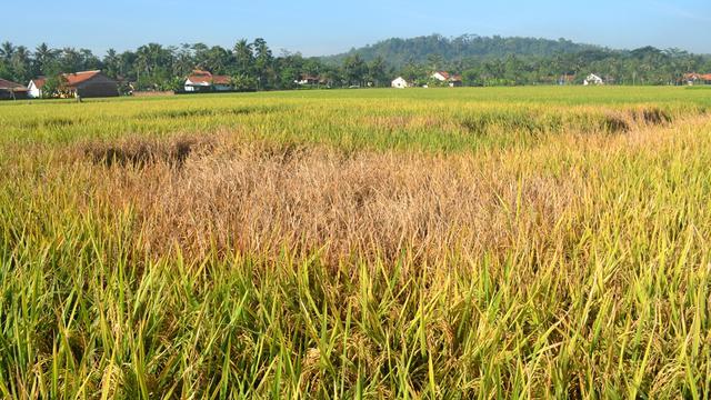Serangan hama wereng dalam stadium sedang dan berat menyebabkan tanaman padi gosong. (Foto: Liputan6.com/Muhamad Ridlo)