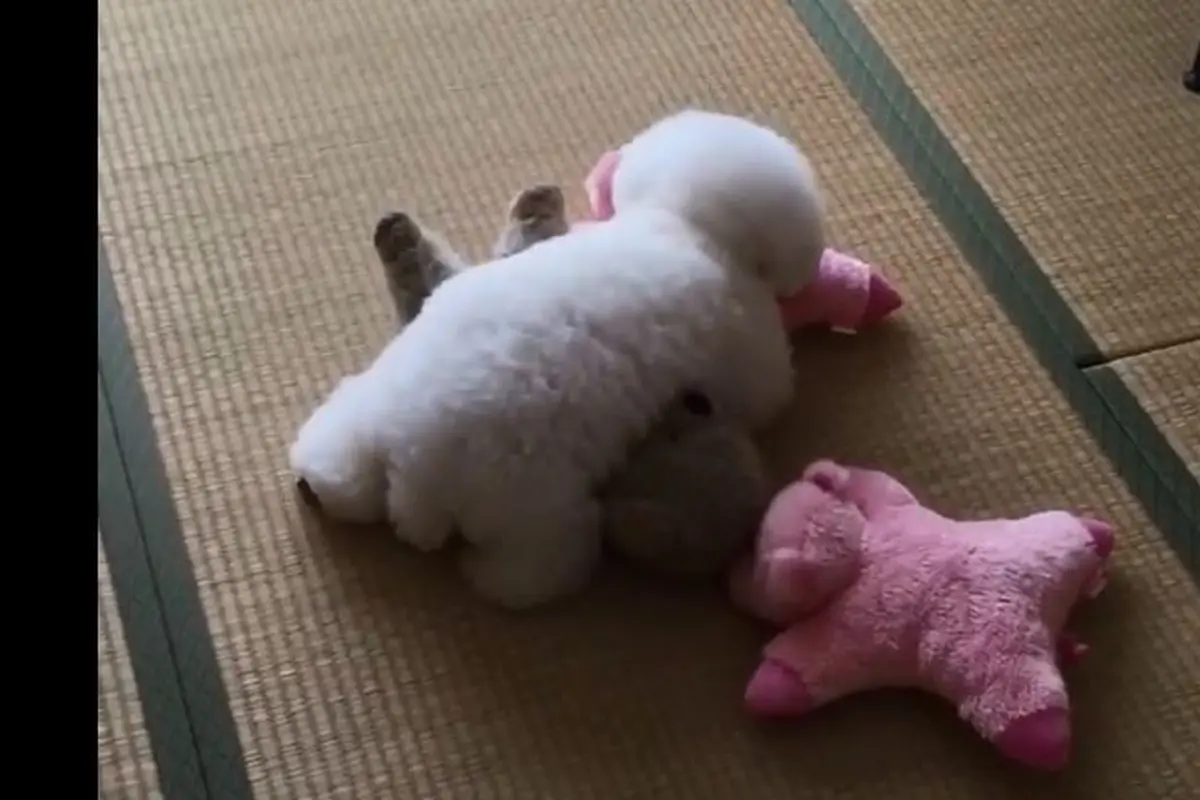 [Bintang] Anjing 