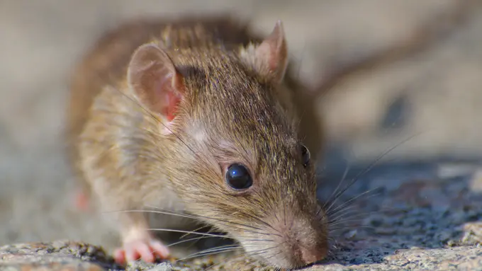 Ilustrasi tikus sebagai hewan pengerat pembawa virus Hanta/freepik.com/wirestock