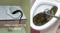 6 Momen Ngeri Ular Piton Muncul di WC, Gagal BAB (Buzzfeed IG/makassar_info)