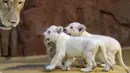 Induk singa putih langka Kiara berdiri dekat tiga anaknya di kebun binatang di Magdeburg, Jerman, Rabu (15/1/2020). Tiga singa putih langka berjenis kelamin satu jantan dan dua betina tersebut lahir pada 11 November 2019. (AP Photo/Jens Meyer)