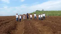 Holding Perkebunan Nusantara PTPN III (Persero) meningkatkan efisiensi pemanfaatan lahan tebu sekaligus meningkatkan produksi kedelai melalui pilot project tumpang sari (intercropping) Tebu – Kedelai atau dikenal dengan Sistem BULE.