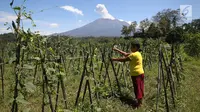 Warga melakukan aktivitas berkebung dengan latar belakang Gunung Agung yang mengembuskan asap bercampur abu vulkanik terlihat dari kawasan Sidemen, Karangasem, Bali, Jumat (8/12). Erupsi tersebut condong ke arah barat. (Liputan6.com/Immanuel Antonius)