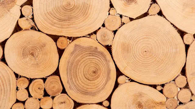 Ilustrasi kayu jati