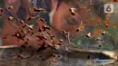 Anggota Kelompok Tani Hutan Hijau Lestari menyedot madu lebah jenis Trigona langsung dari sarangnya di kawasan Hutan Kota Srengseng, Kembangan, Jakarta Barat, Sabtu (5/6/2021). Selain bisa melihat lebahnya, warga juga bisa menyedot madu langsung dari sarangnya. (Liputan6.com/Johan Tallo)