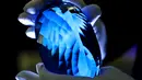Batu permata jenis topaz berwarna biru dipamerkan di Museum Sejarah Alam London, Inggris, Selasa (27/9). Batu topaz terbesar di dunia ini memiliki berat 2 kg. (REUTERS / Peter Nicholls)