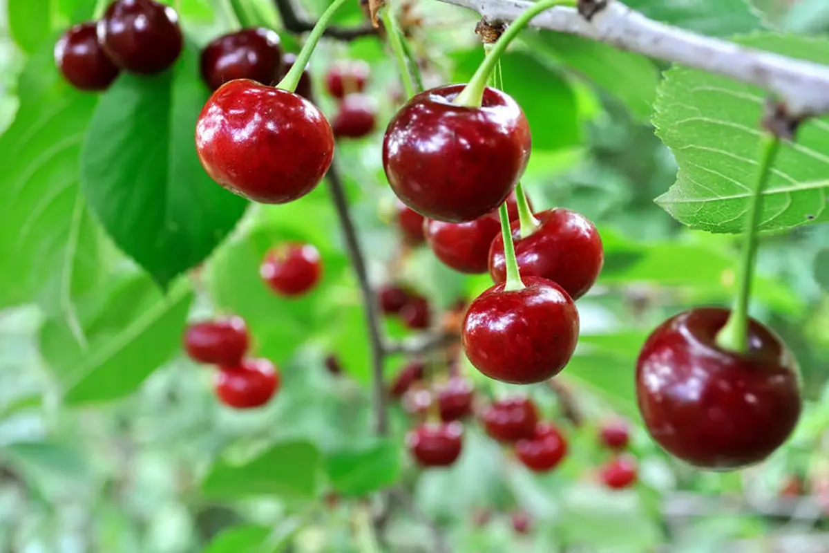 Buah Ceri Dapat Obati Diabetes,  Mitos atau Fakta?