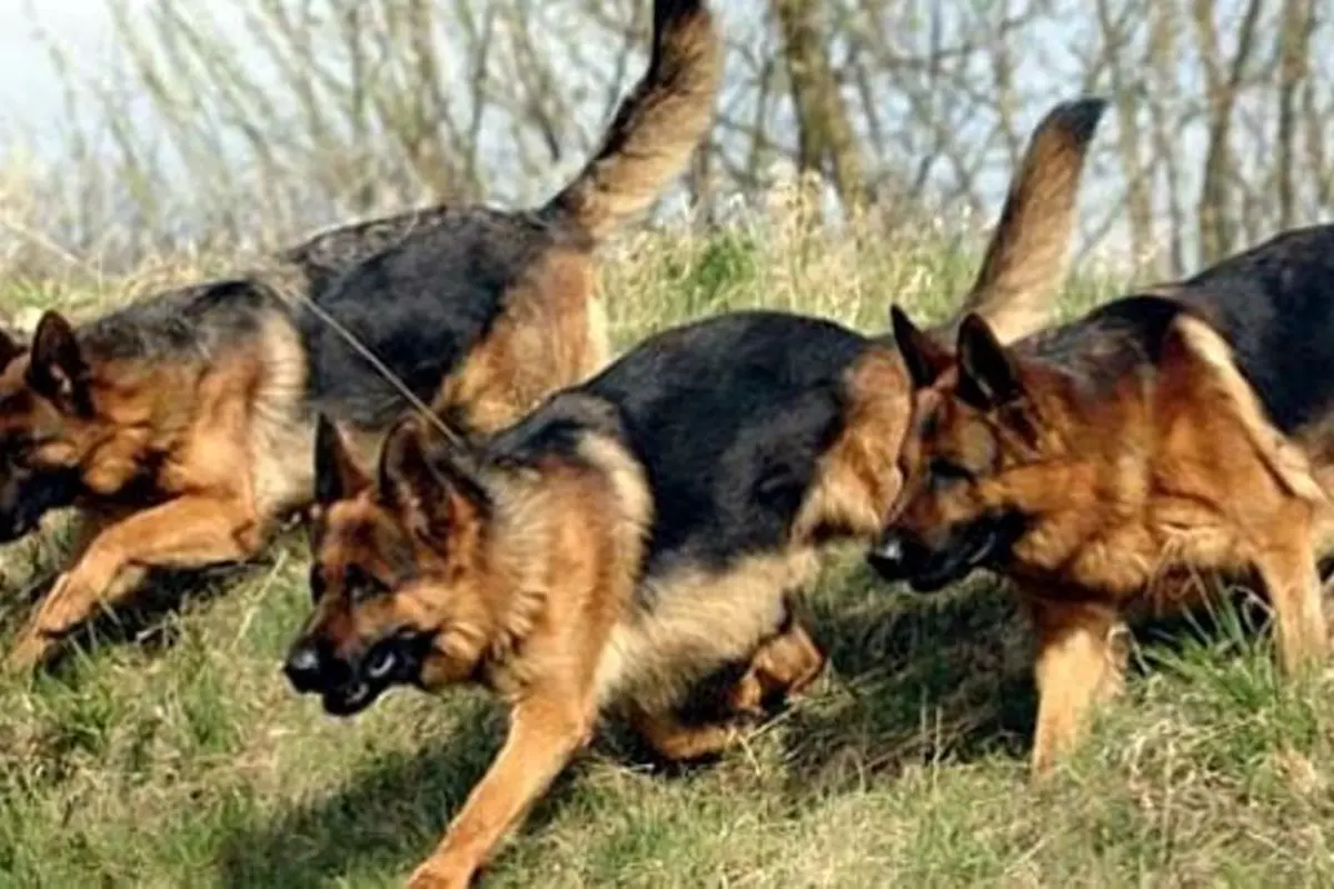 Anjing Pelacak Bantu Temukan Korban Longsor Purworejo