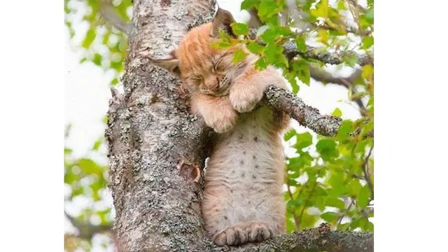 8 Pose Kucing saat Tidur di Pohon Ini Bikin Gemas Sekaligus Geregetan