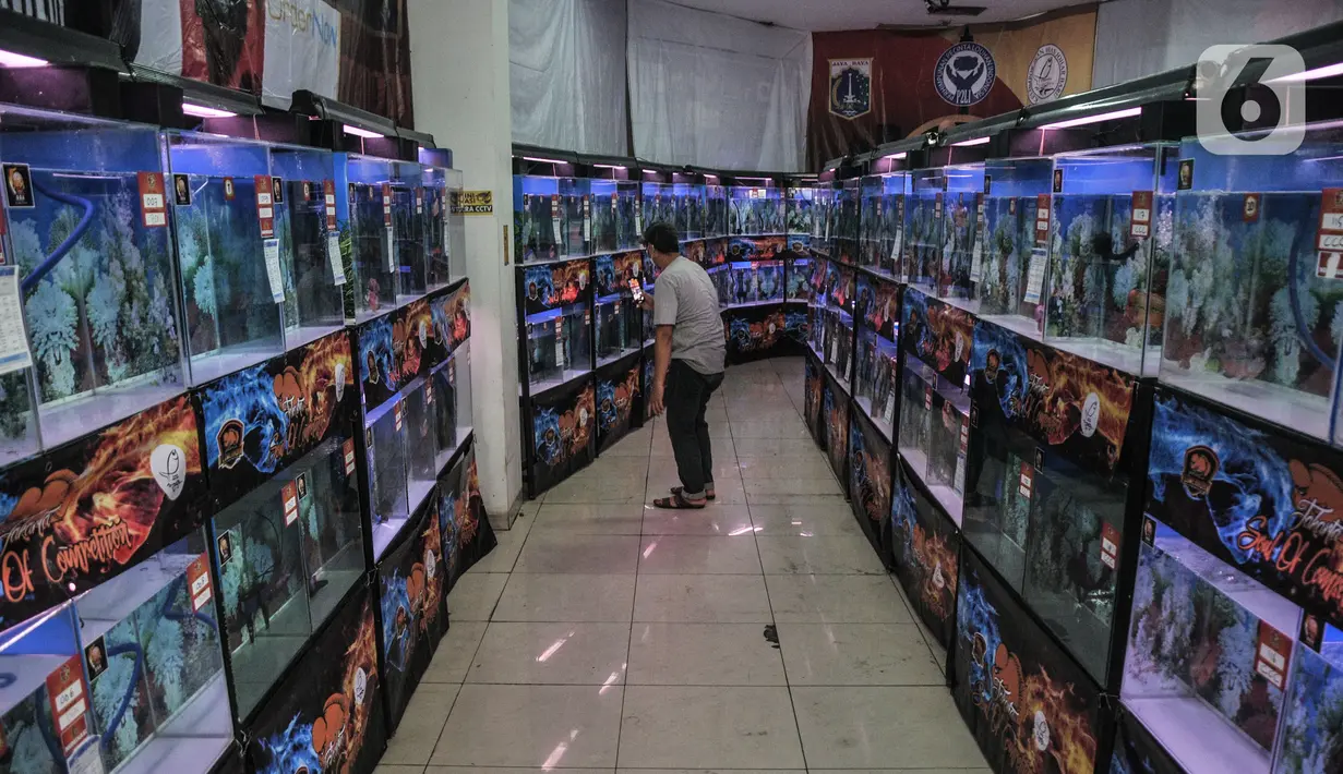 Pengunjung memfoto  ikan Louhan saat Soul of Competition di Pasar Ikan Hias Johar Baru, Jakarta, Minggu (24/10/2021). Kontes ini untuk menghidupkan kembali para peternak bibit ikan Louhan baik secara ekonomi dan menumbuhkan kecintaan masyarakat pada ikan hias. (merdeka.com/Iqbal S. Nugroho)