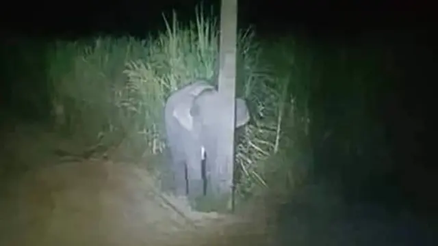 Ketahuan Mencari Tebu, Viral Aksi Kocak Bayi Gajah Sembunyi di Balik Tiang