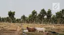 Kawanan kambing berkeliaran mencari makan TPU Pondok Rangon, Jakarta, Sabtu (10/8/2019). Kambing tersebut sengaja digembalakan di area kuburan oleh pemiliknya lantaran kurangnya lahan hijau di daerah perkotaan. (Liputan6.com/Faizal Fanani)